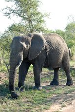Afrikanischer Elefant (55 von 131).jpg